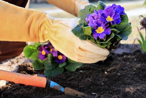 A gardener wearing light beige gardening gloves is planting a vibrant purple flowering plant with yellow centre accents into dark, moist soil in a well-maintained garden. The planting occurs within an outdoor space that features a small, neat flower bed bordered by soil and mulch, with lush green foliage visible around the flowers. In the background, there are hints of gardening tools, including a small trowel with a blue handle lying on the ground, suggesting ongoing garden maintenance work. The scene is set outdoors in natural daylight, indicating good weather suited for gardening activities. The garden area appears tidy and organized, with a focus on flower planting, which supports professional garden maintenance services in the Maida Vale area and highlights the importance of detailed planting in landscape care and garden aesthetics.