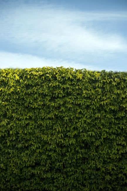 A dense, well-maintained hedge of lush, bright green leaves extends across the foreground of a garden scene, with a clear blue sky and wispy white clouds visible above. The hedge appears uniformly tri